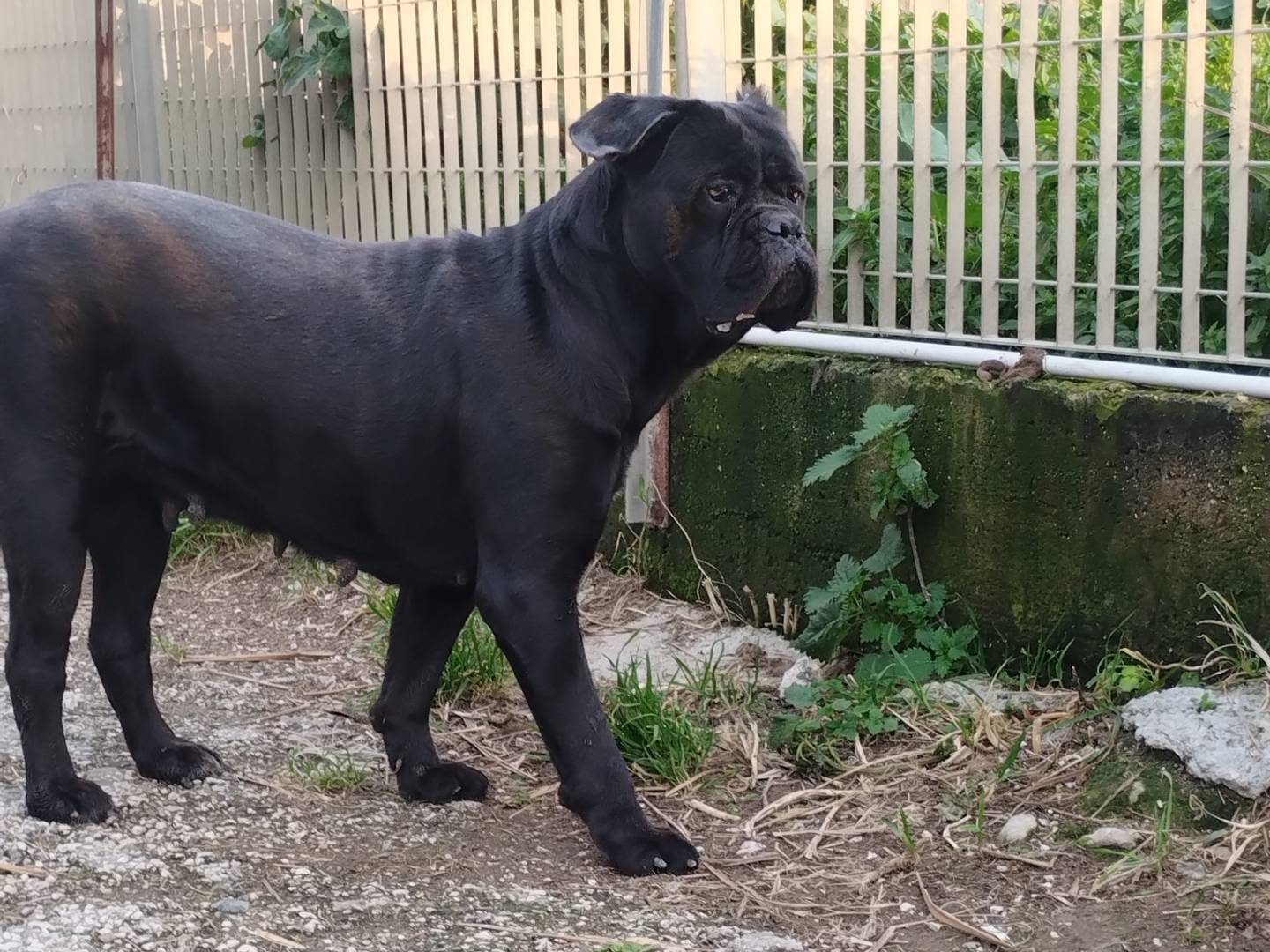 Adotta un cane, taglia grande, femmina, Napoli