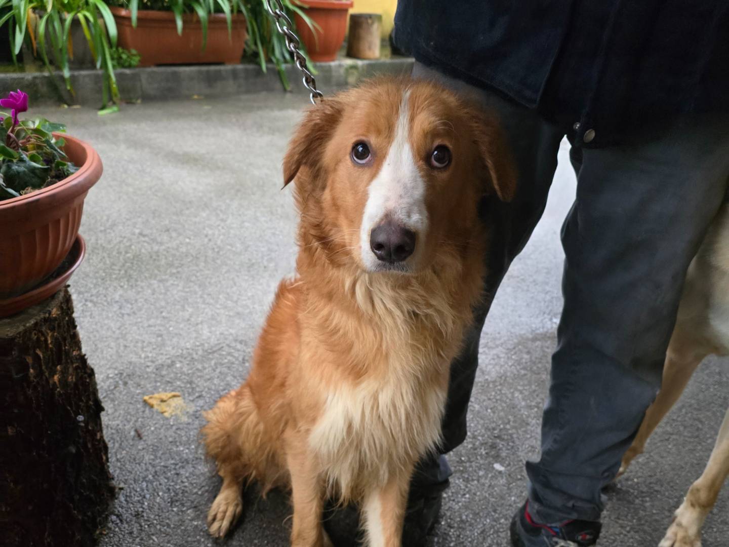 Adozione cane, femmina, Razza sconosciuta Razza sconosciuta, 1 anno e 2 mesi , taglia media, Napoli