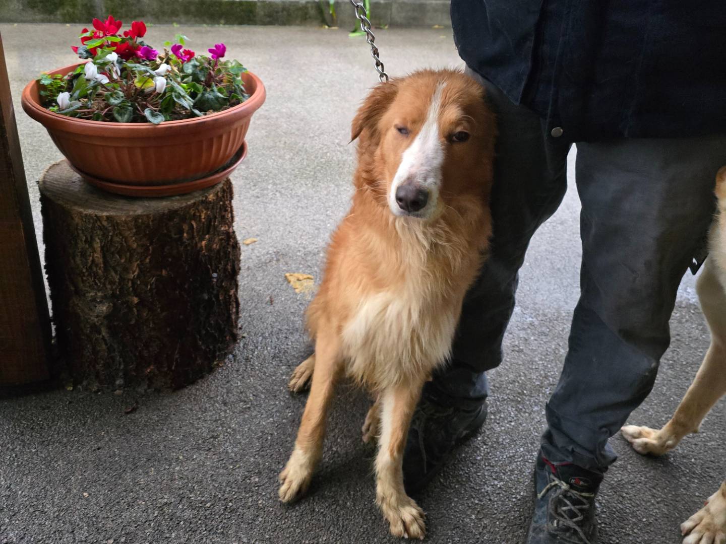 Adotta un cane, femmina, 1 anno e 2 mesi , Napoli