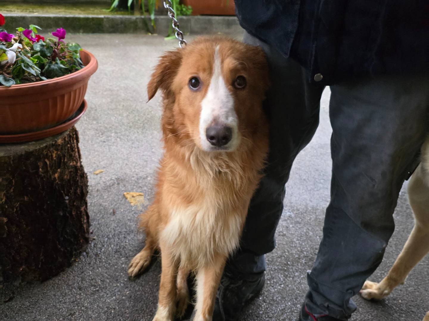 Adotta un cane, taglia media, femmina, Napoli