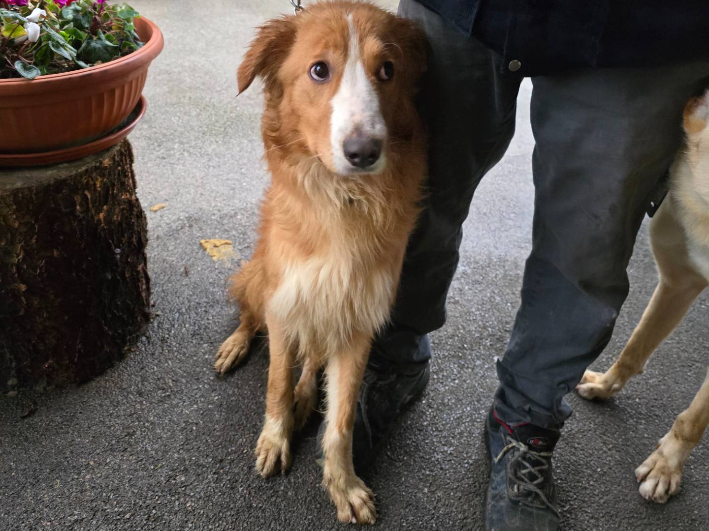 Vuoi adottare un cane a Napoli?