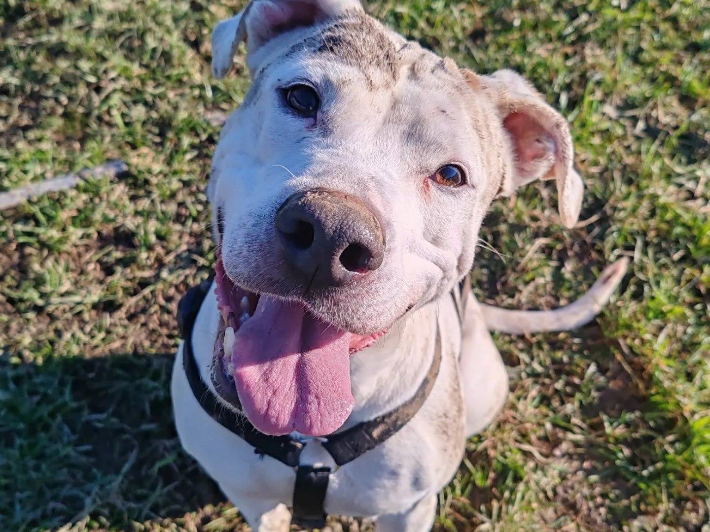Adozione cane, femmina, Dogo Argentino Razza sconosciuta, 6 anni  e 5 mesi , taglia grande, Monza
