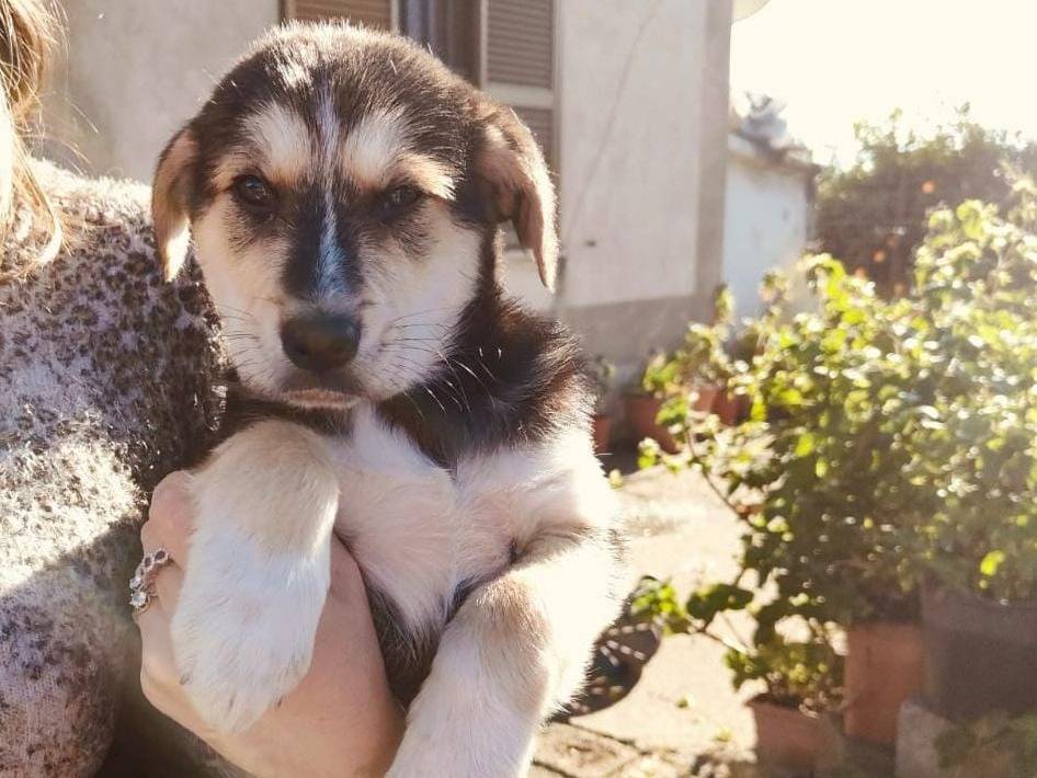 Adotta un cane, maschio, 5 mesi, Bologna