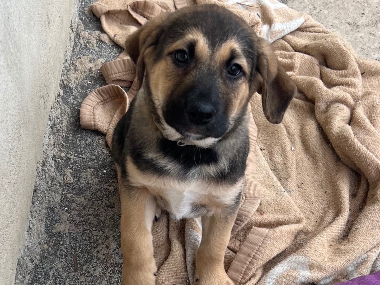 Adozione cane, maschio, Razza sconosciuta Razza sconosciuta, 9 mesi, taglia media, Catania