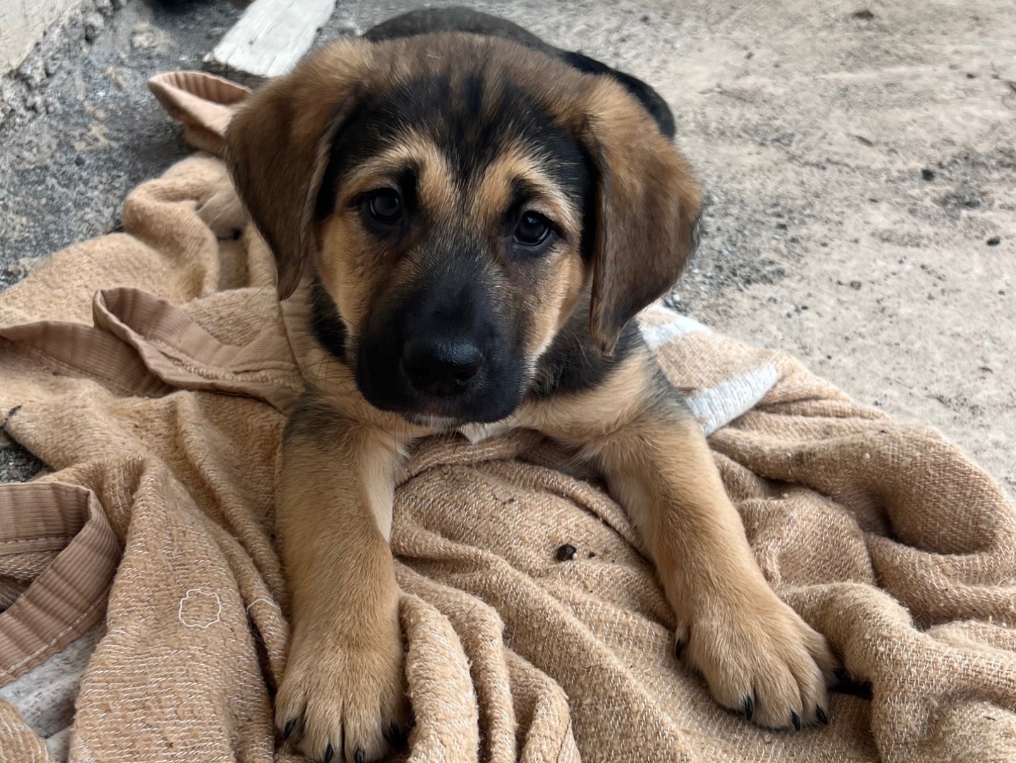 Adotta un cane, maschio, 9 mesi, Catania