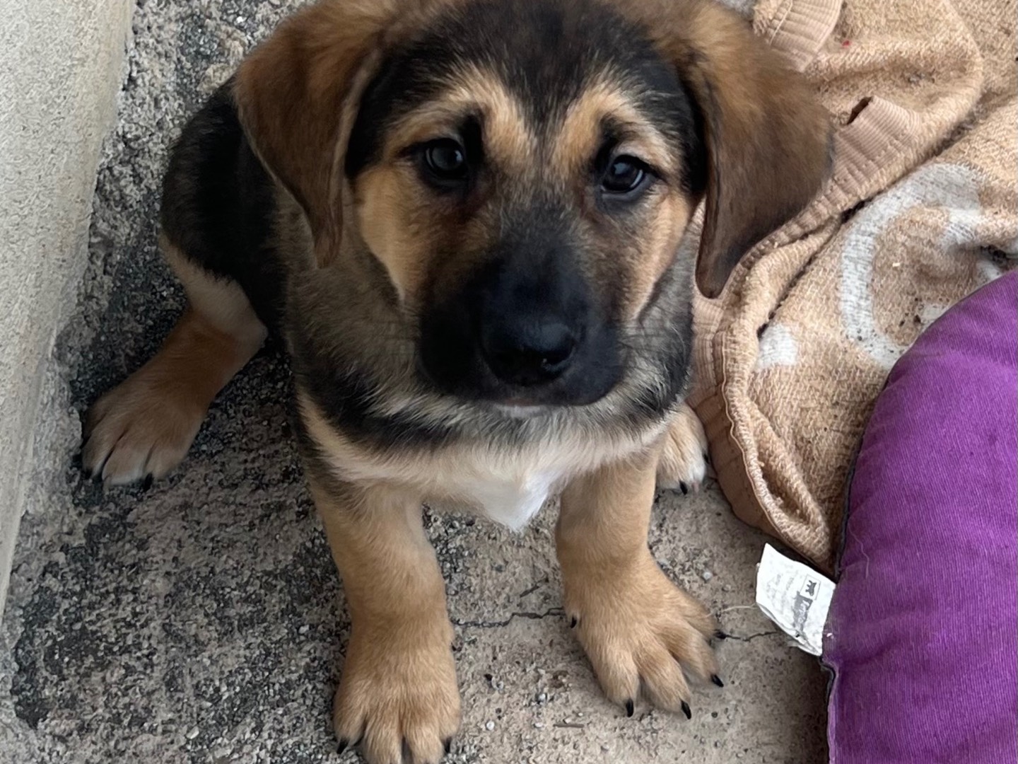 Adotta un cane, taglia media, maschio, Catania