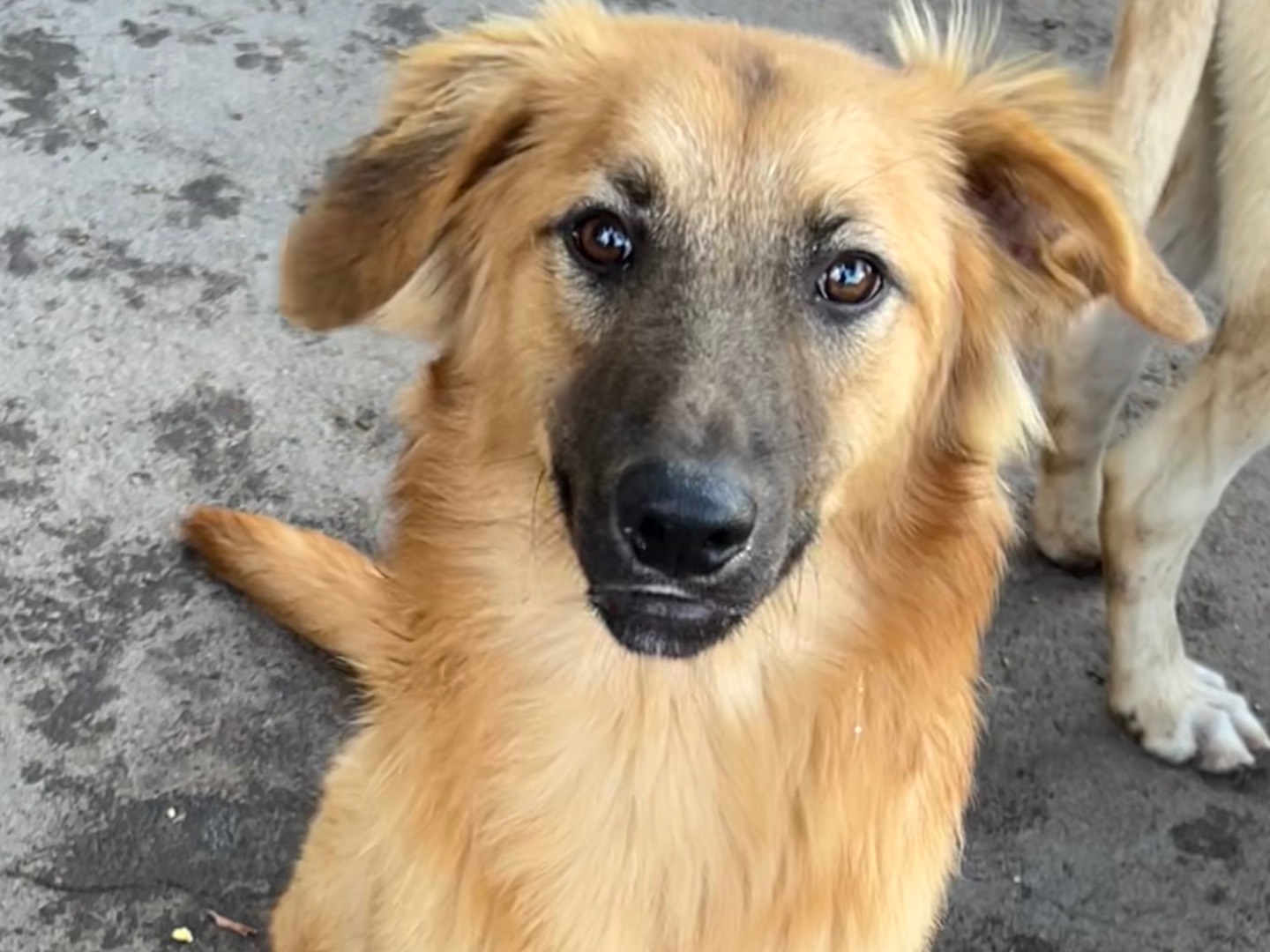 Adotta un cane, maschio, 1 anno, Catania