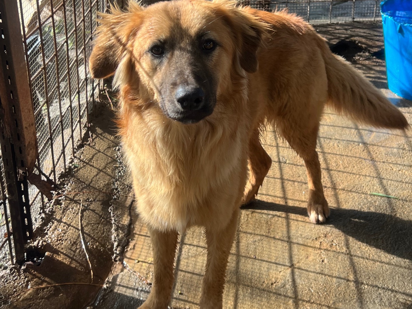 Adotta un cane, taglia media, maschio, Catania