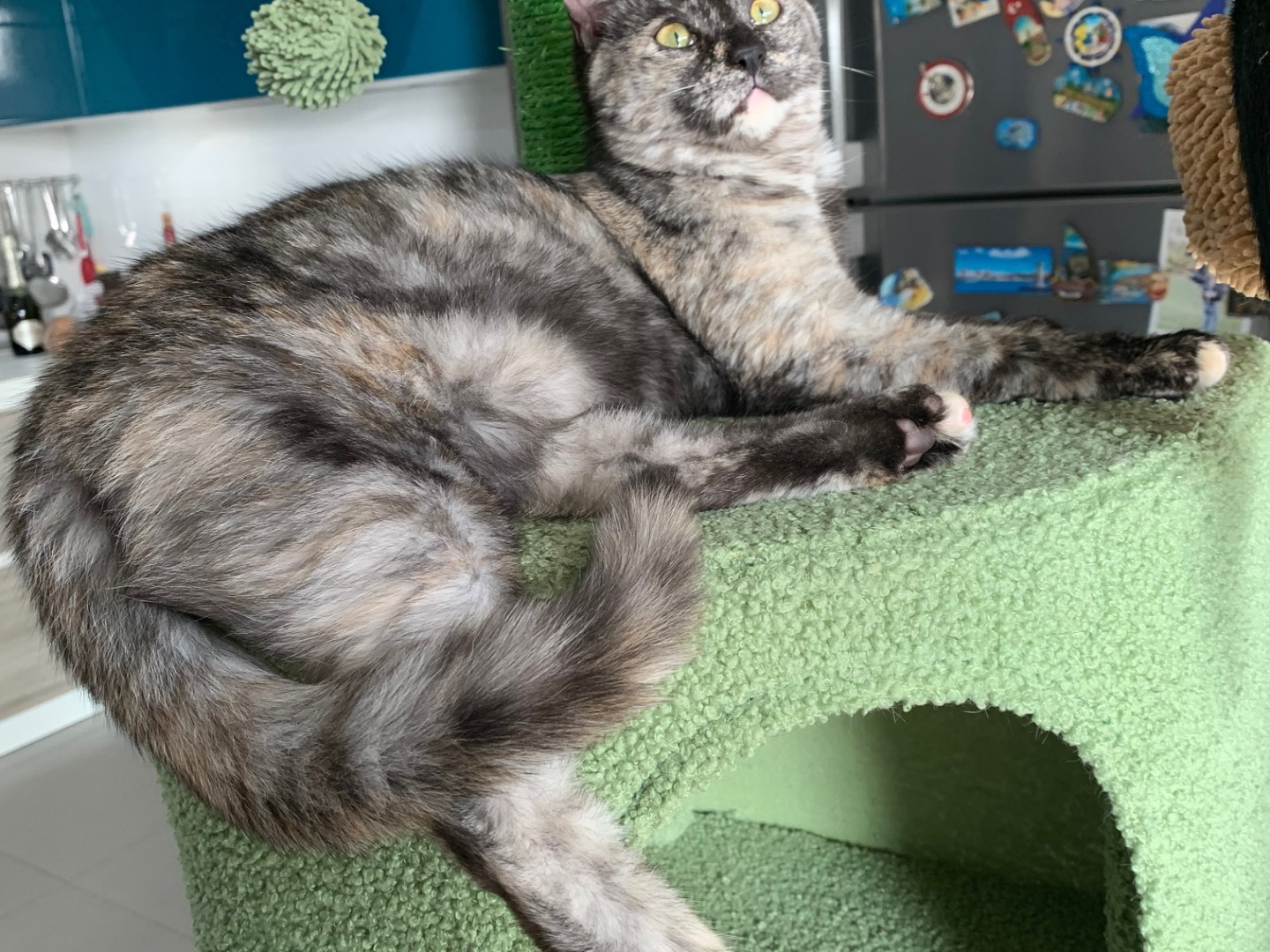 Adotta un gatto, femmina, 10 mesi, Brindisi