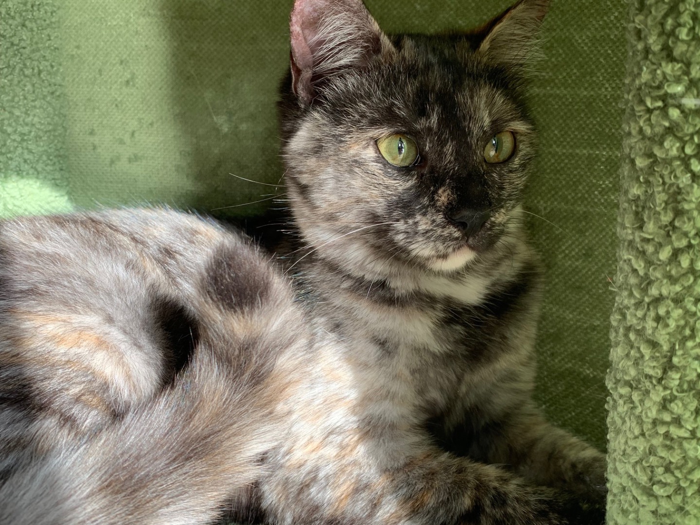 Vuoi adottare un gatto a Brindisi?