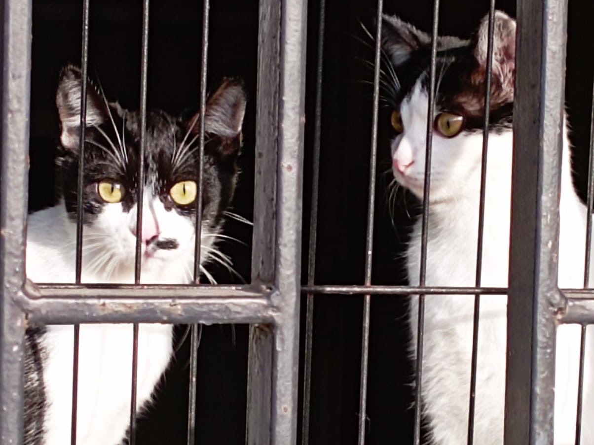 Foto dell'animale