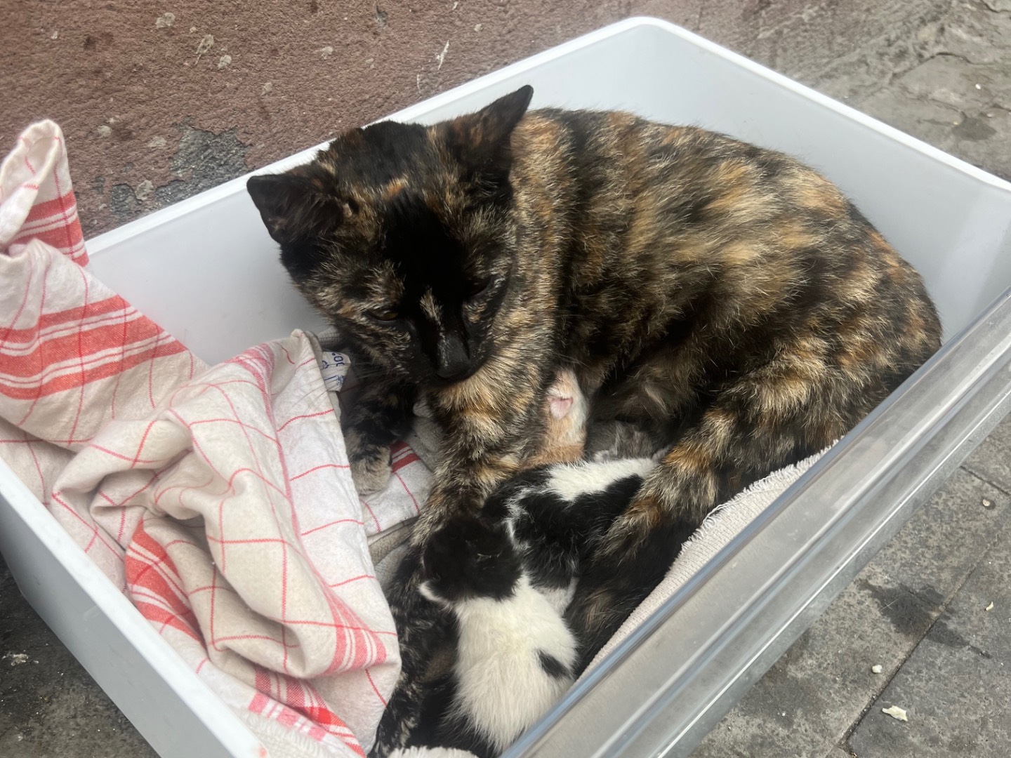 Adotta un gatto, femmina, 1 anno e 1 mese, Catania