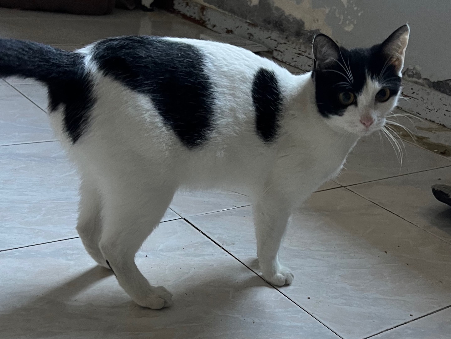 Adotta un gatto, taglia non valida, femmina, Catania