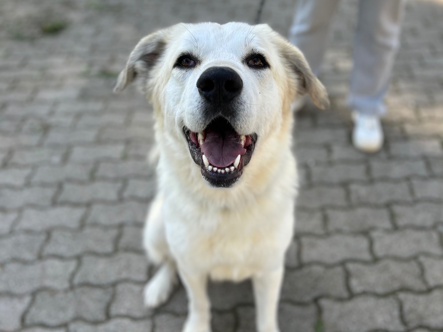 Adotta un cane, maschio, 2 anni  e 7 mesi , Foggia