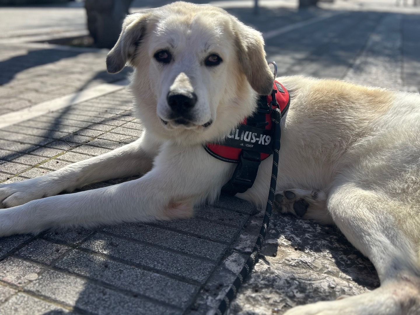 Adotta un cane, taglia gigante, maschio, Foggia