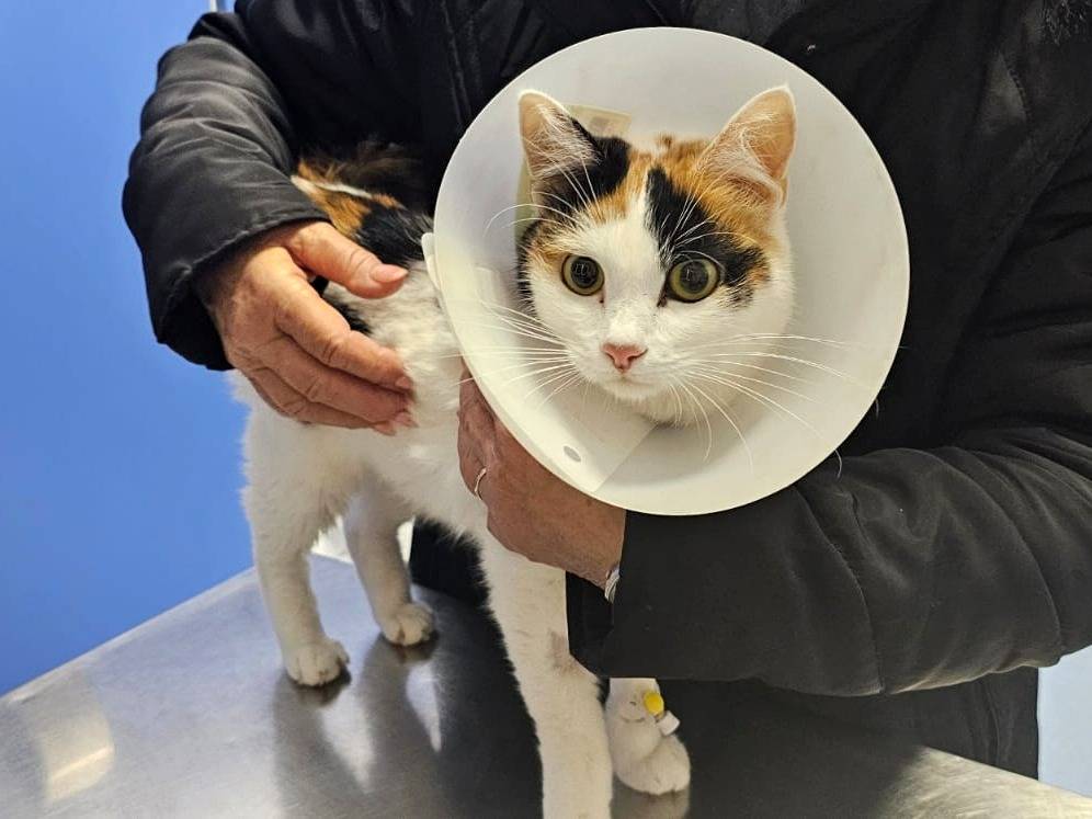 Adotta un gatto, femmina, 2 anni  e 2 mesi , Taranto