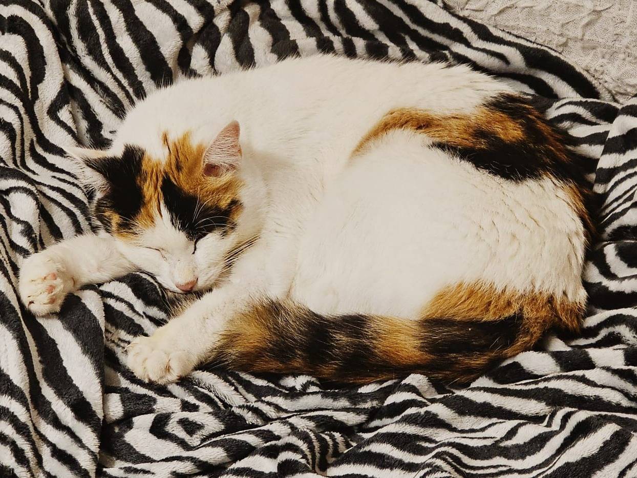 Vuoi adottare un gatto a Taranto?