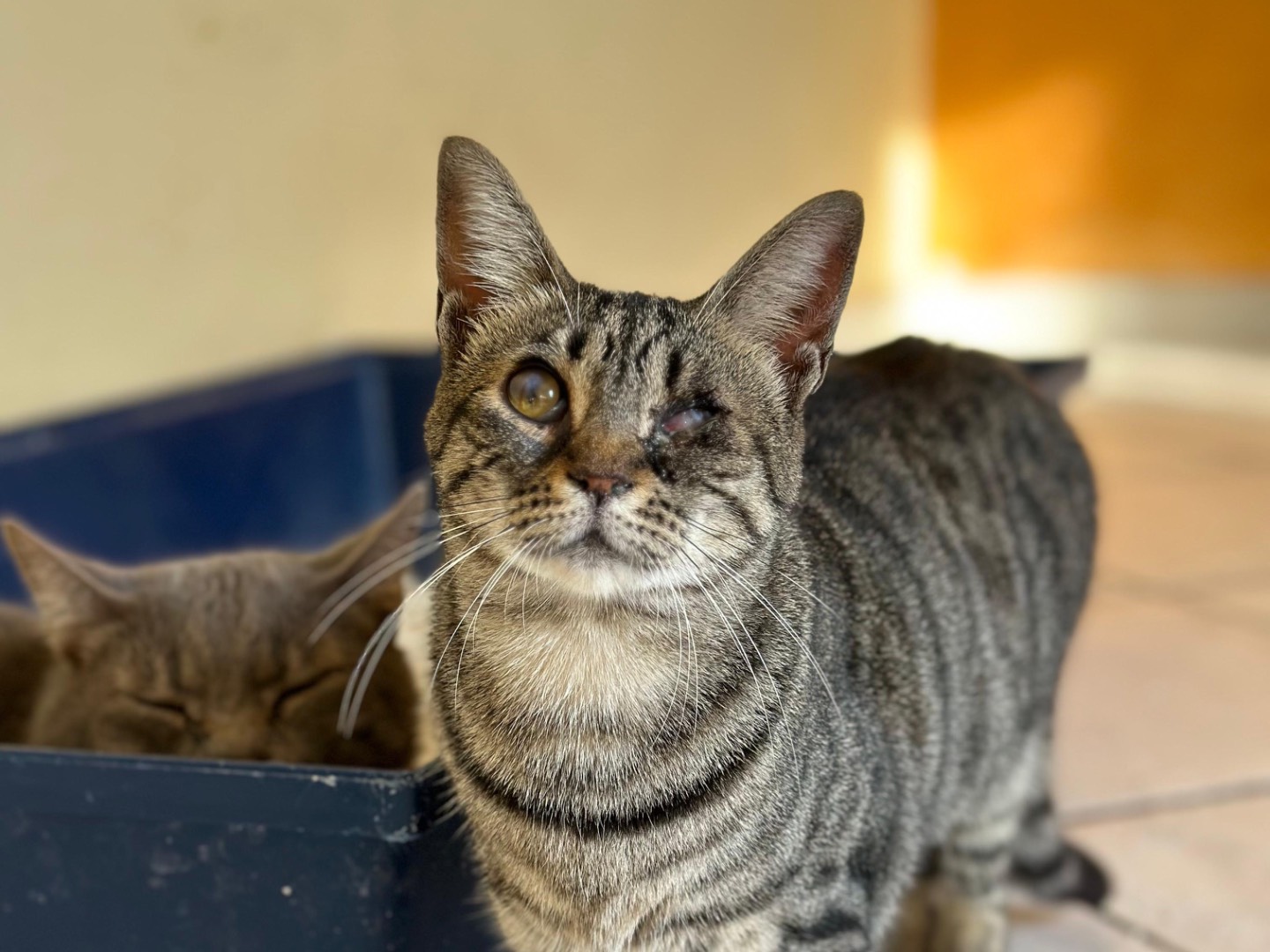 Adotta un gatto, femmina, 1 anno e 1 mese, Napoli