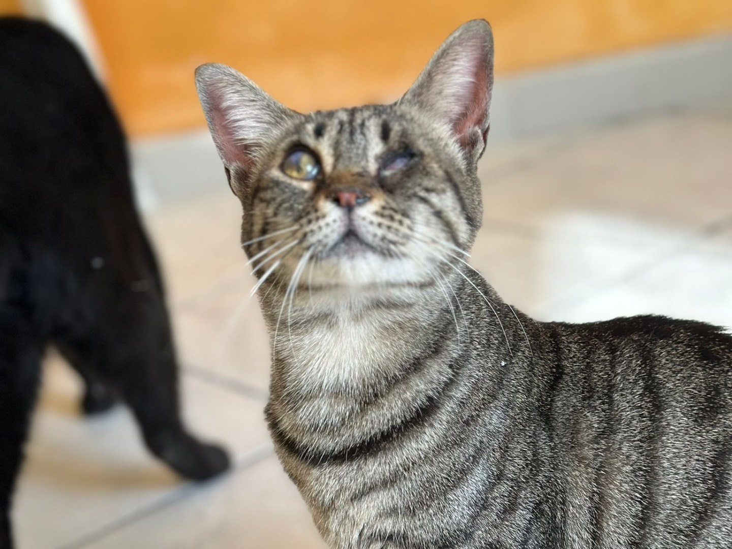 Adotta un gatto, taglia non valida, femmina, Napoli