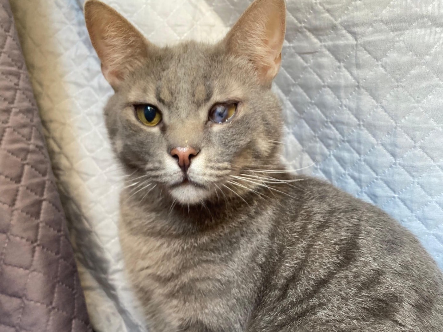 Adotta un gatto, maschio, 2 anni , Napoli
