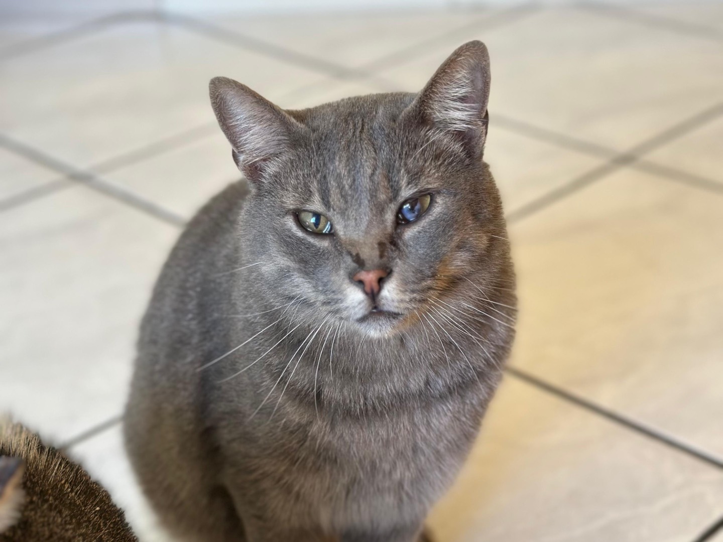 Adotta un gatto, taglia non valida, maschio, Napoli