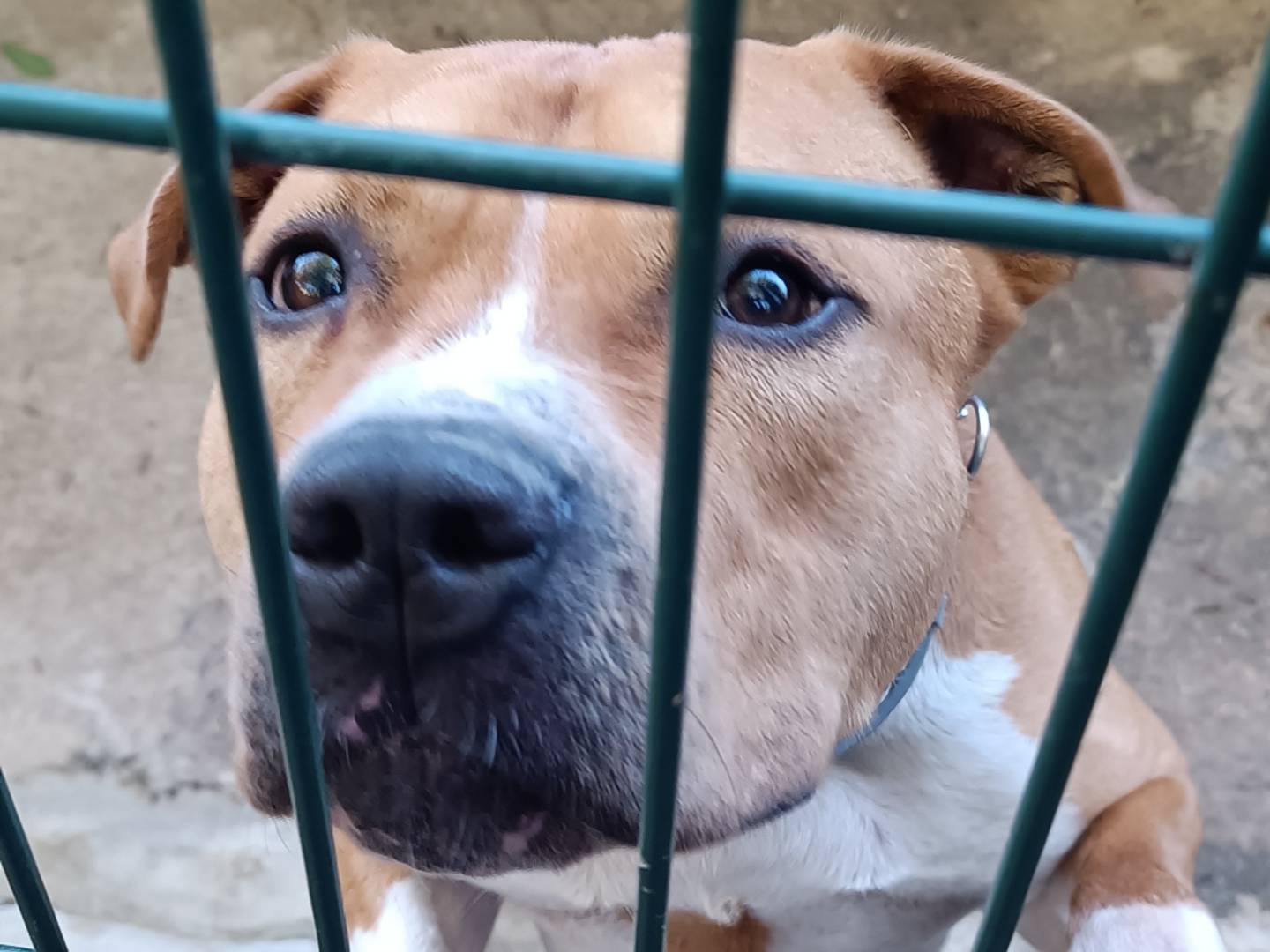 Adotta un cane, taglia media, maschio, Genova