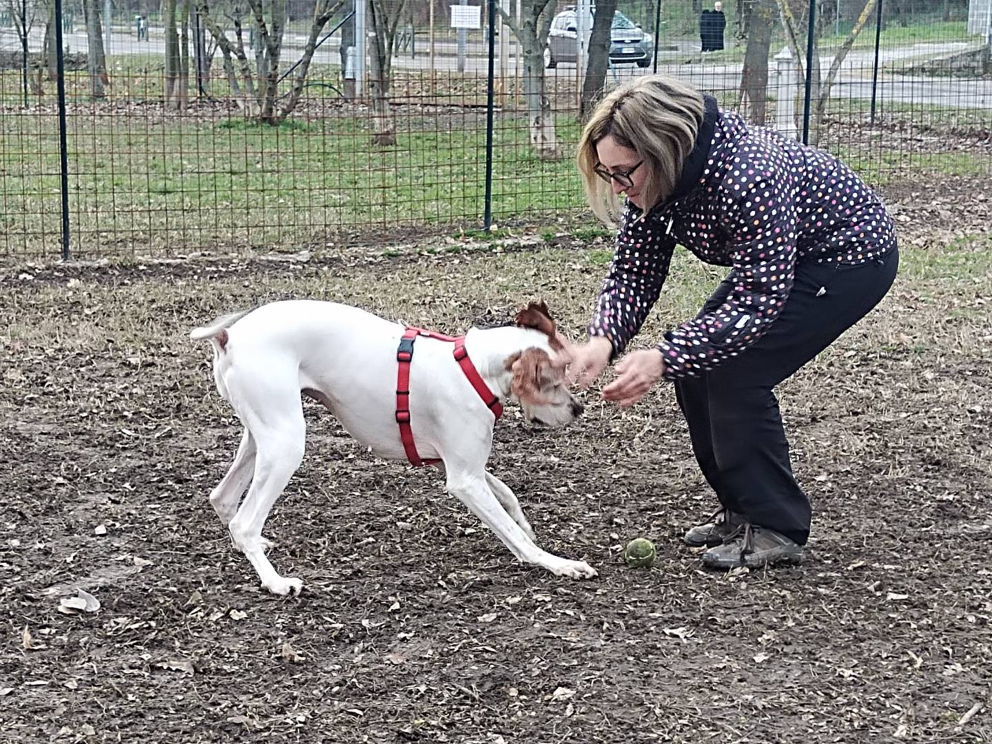 Vuoi adottare un cane a Alessandria?