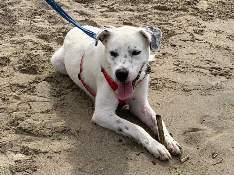 Adotta un cane, taglia grande, maschio, Caserta