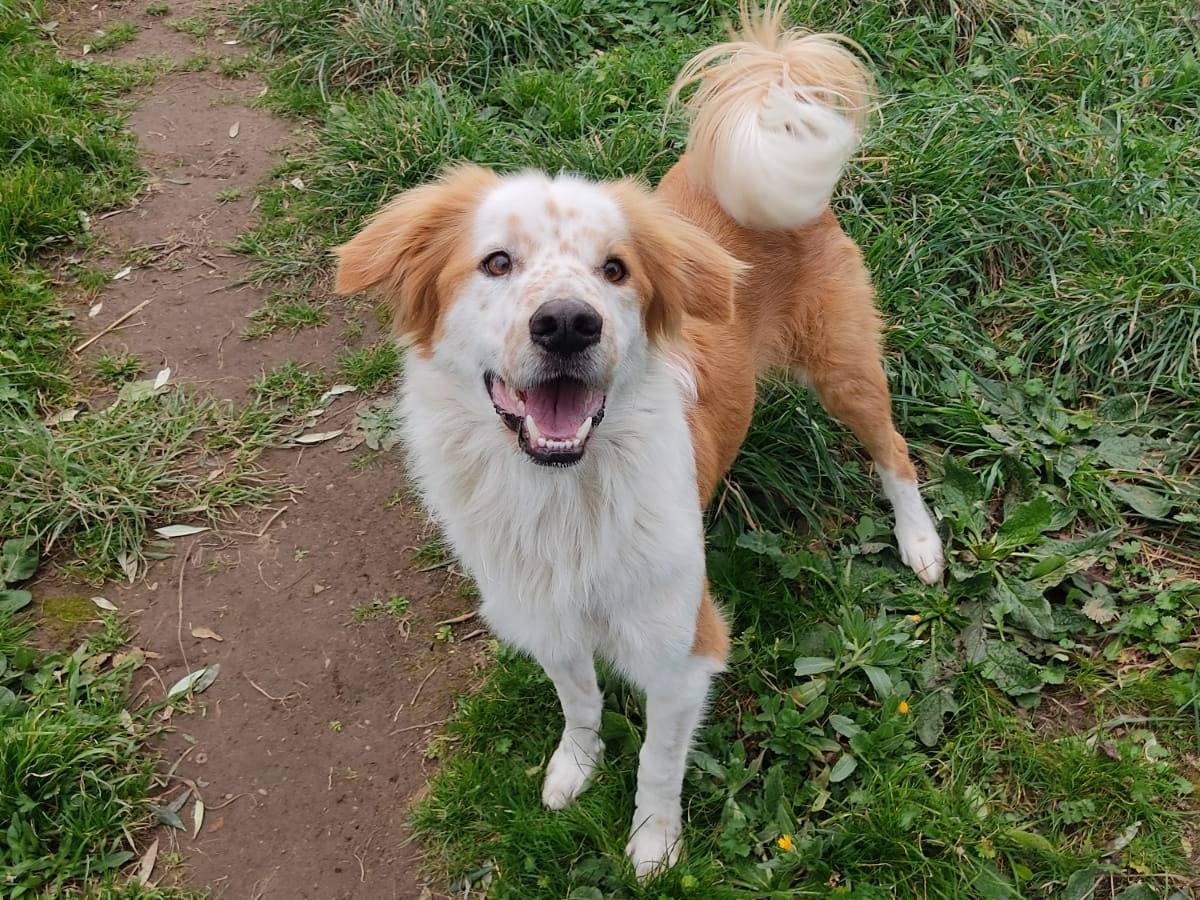 Adotta un cane, maschio, 3 anni  e 1 mese, Roma