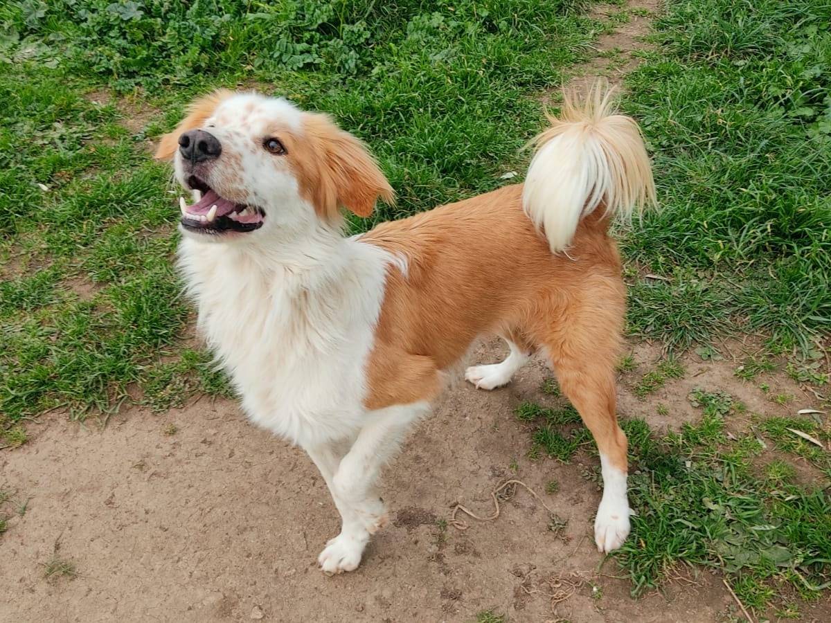 Adotta un cane, taglia piccola, maschio, Roma