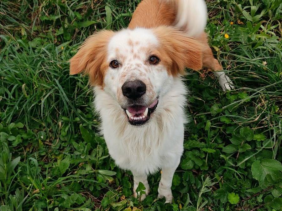 Vuoi adottare un cane a Roma?