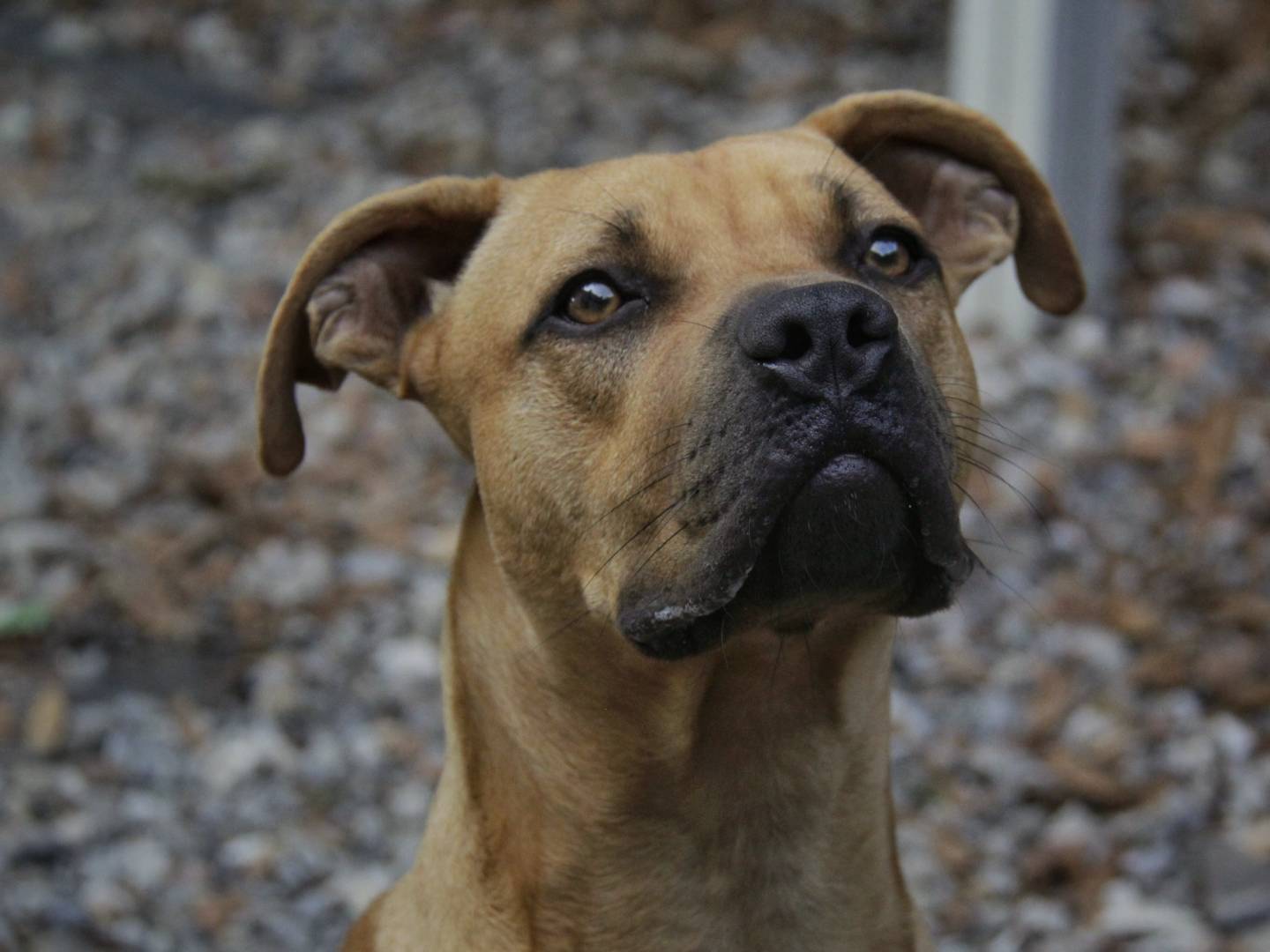 Foto dell'animale