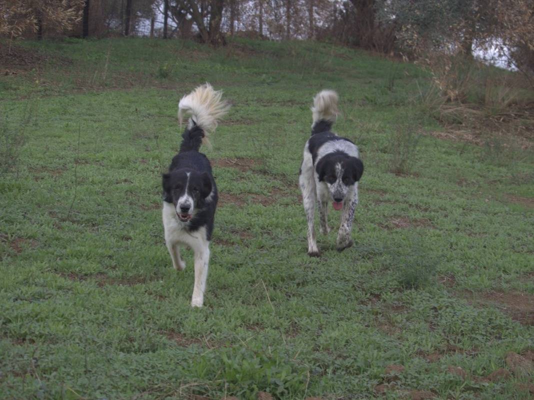 Foto 3 dell'animale