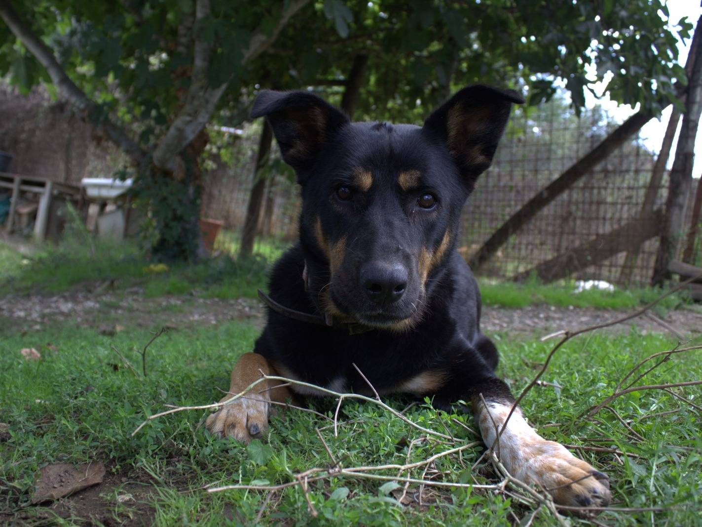 Adotta un cane, femmina, 5 anni  e 5 mesi , Roma