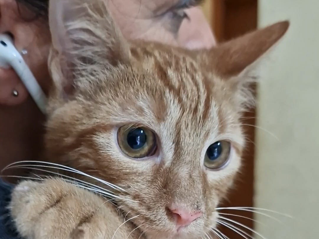 Adotta un gatto, maschio, 9 mesi, Napoli