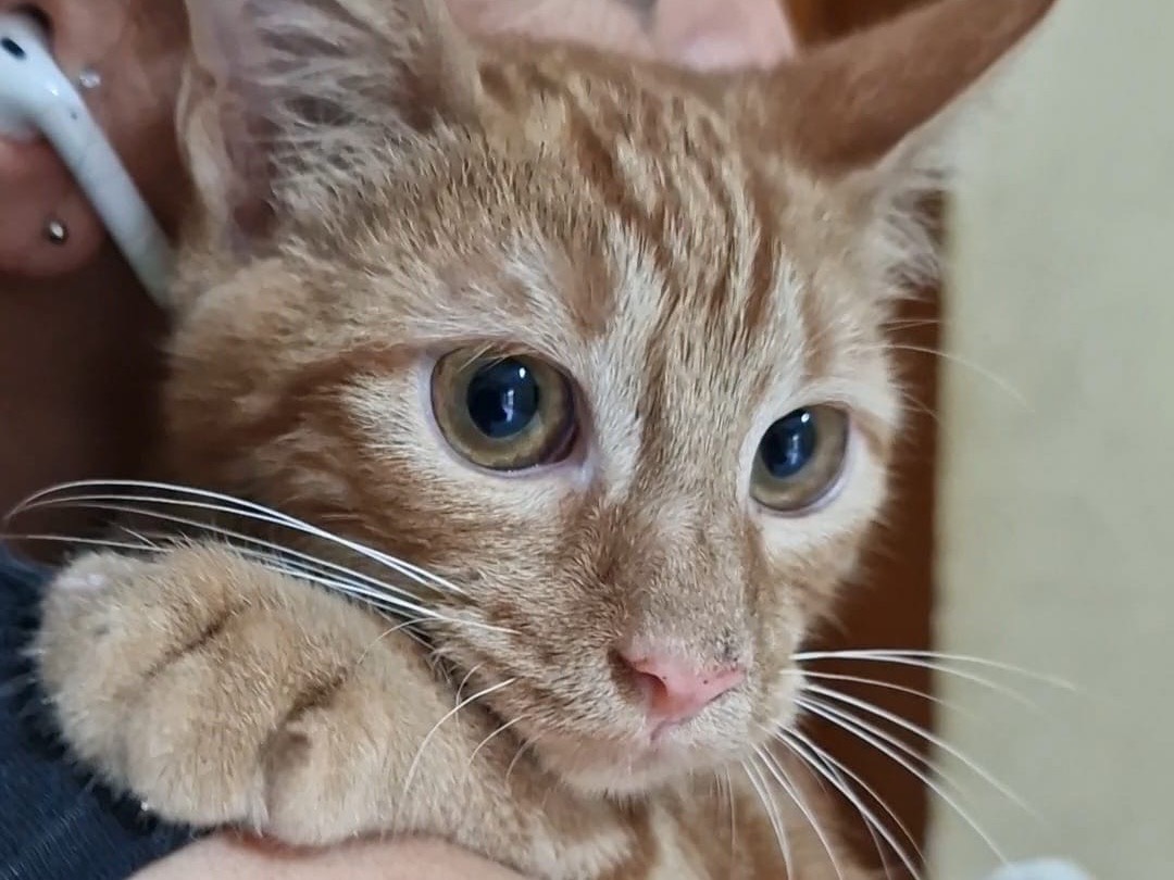 Vuoi adottare un gatto a Napoli?