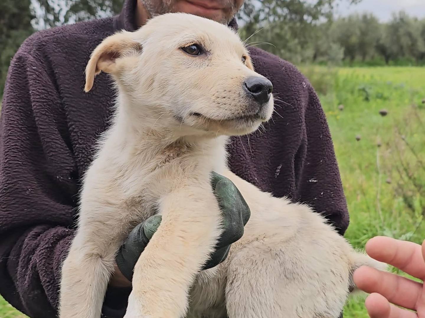 Adotta un cane, maschio, 10 mesi, Palermo