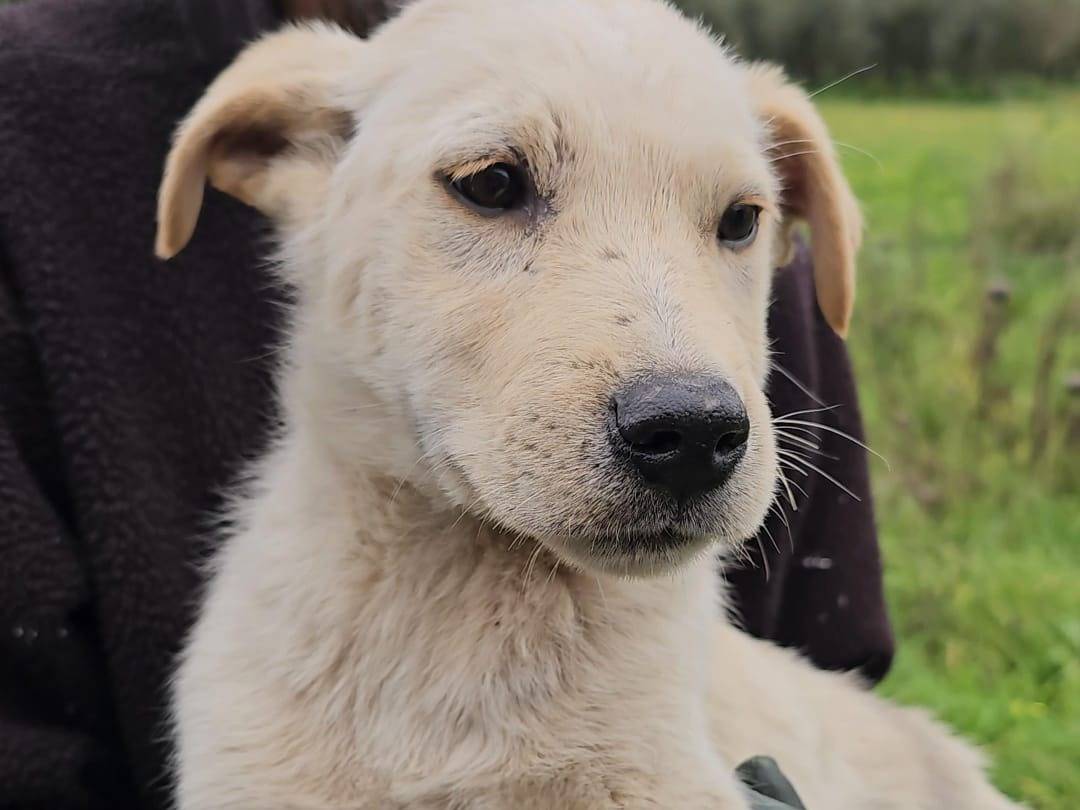 Adotta un cane, taglia media, maschio, Palermo