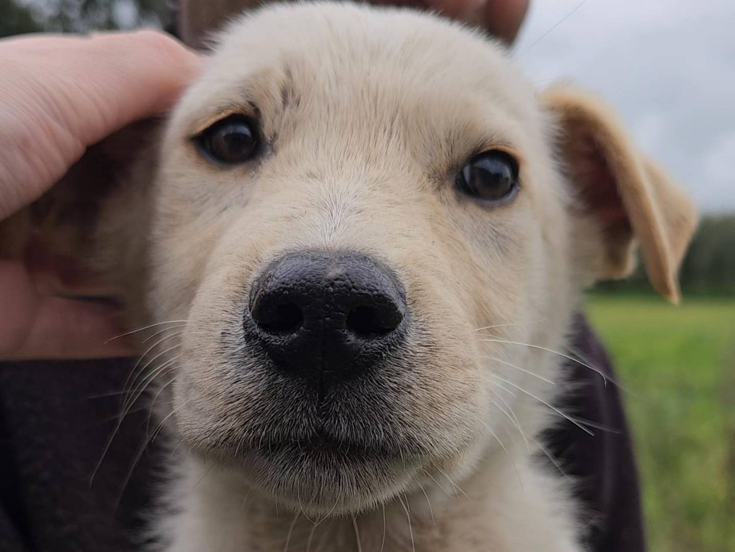 Vuoi adottare un cane a Palermo?