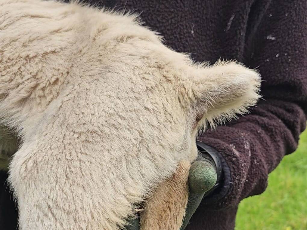 Adotta il cane Cody  a Palermo