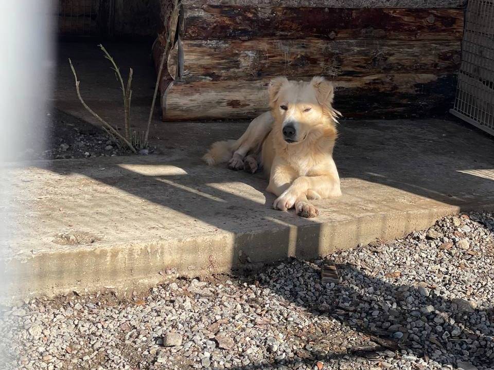 Foto 2 dell'animale