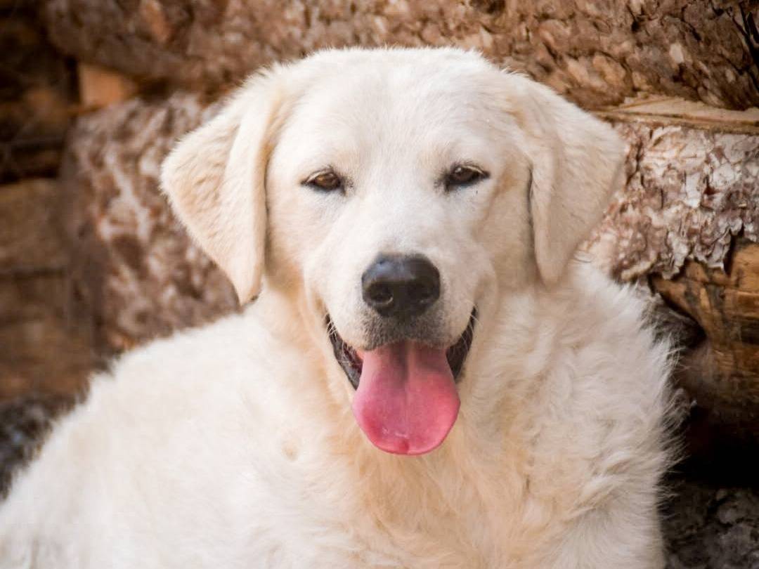 Adozione cane, femmina, Razza sconosciuta Razza sconosciuta, 1 anno e 8 mesi, taglia grande, Crotone