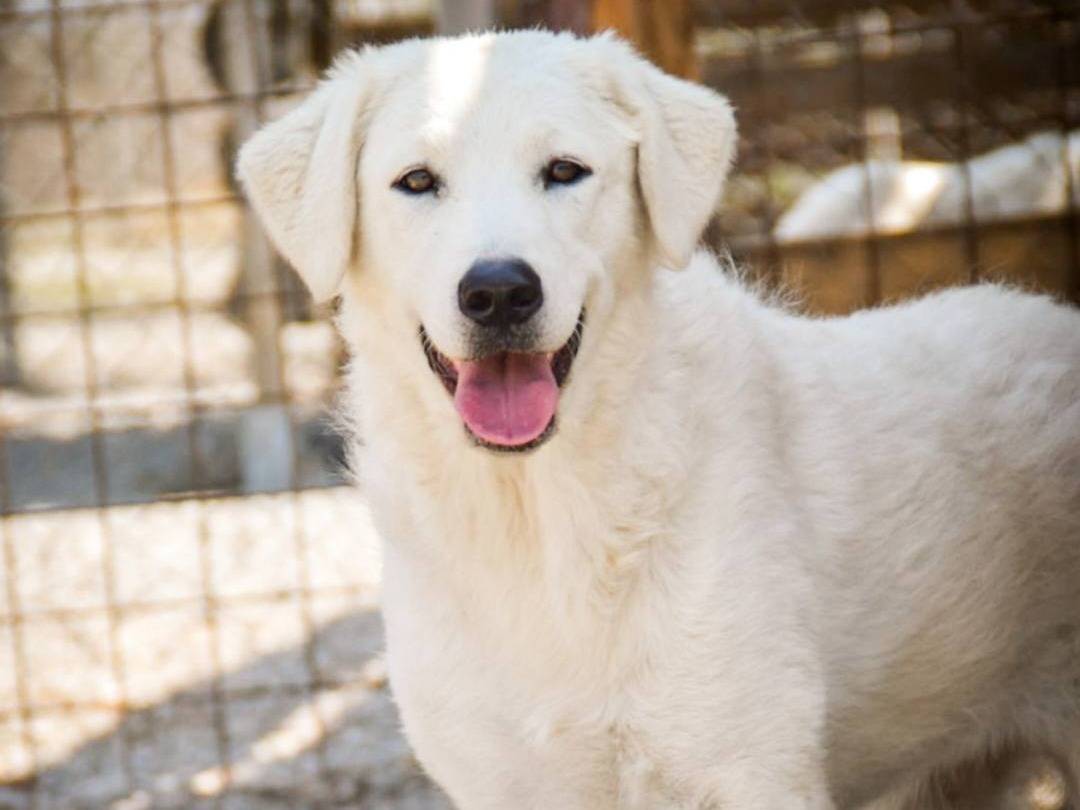 Adotta un cane, femmina, 1 anno e 8 mesi, Crotone