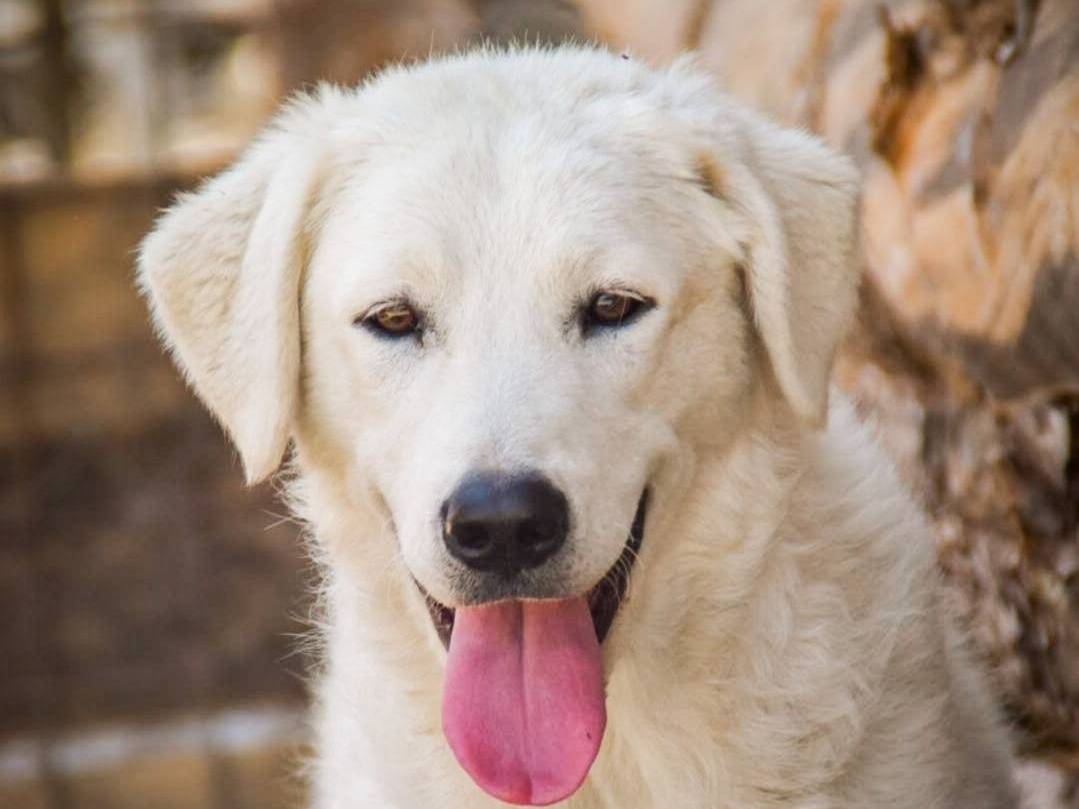 Adotta un cane, taglia grande, femmina, Crotone