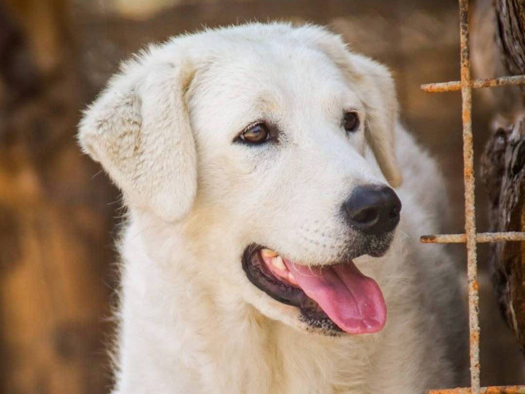 Vuoi adottare un cane a Crotone?