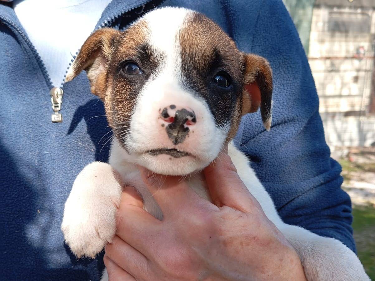 Adotta un cane, taglia media, maschio, Caserta