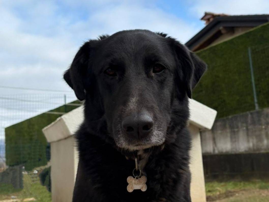 Adotta un cane, femmina, 3 anni, Verona