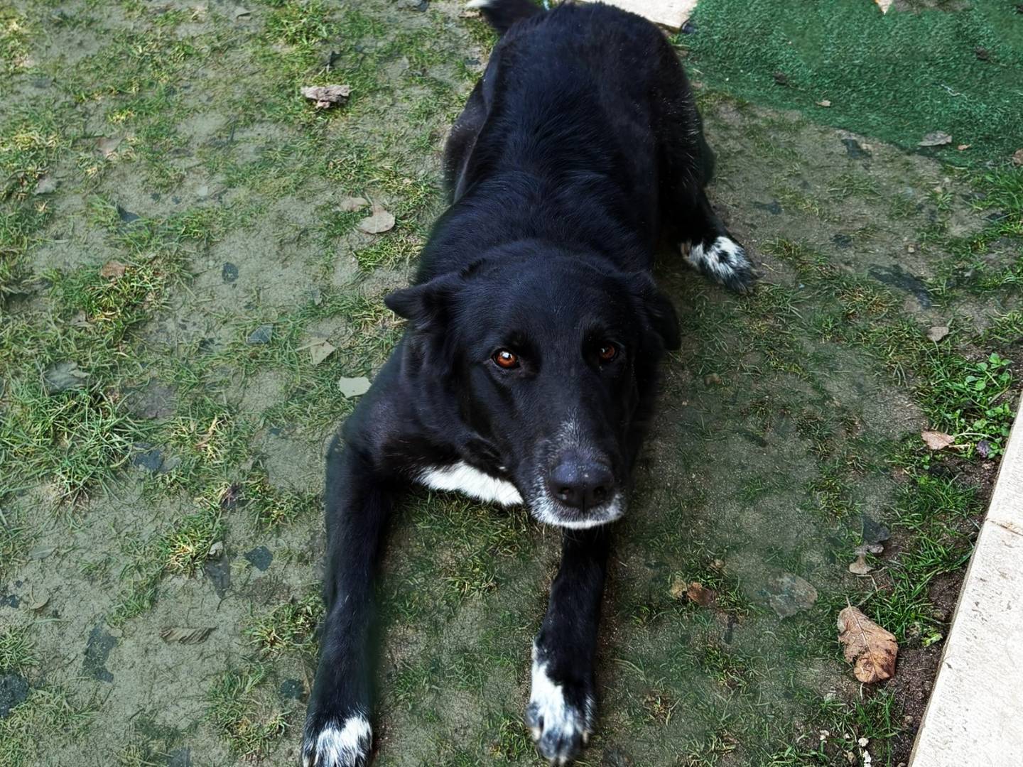Adotta un cane, taglia media, femmina, Verona