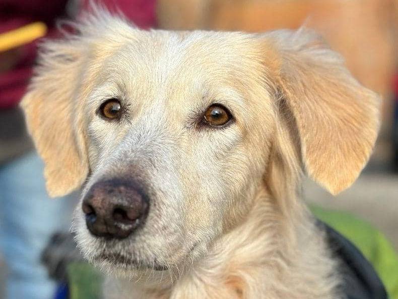 Foto dell'animale