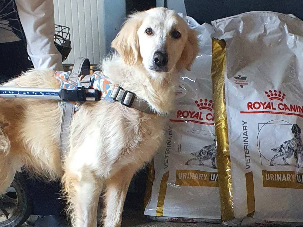 Adotta un cane, taglia media, femmina, Piacenza